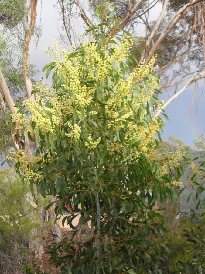 Acacia pycnantha early August 2011 small.JPG